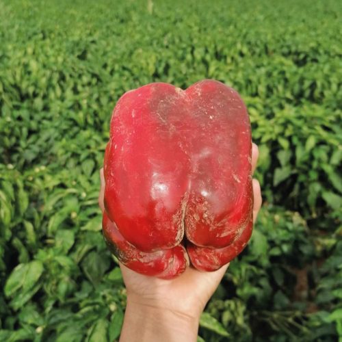 comprar-pimientos-de-fresno-de-la-vega