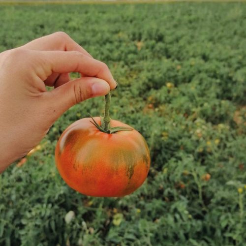 comprar-tomates-de-fresno